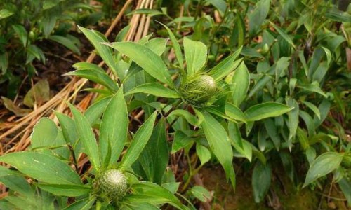 甜荞茶的功效与作用网-分享甜荞是荞麦吗，甜荞俗称知识库
